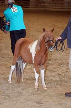 Buckshot in Halter Class