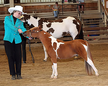 Buckshot in the Amatuer Halter Class (with the big horses!)