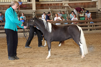 Princess in Halter Class