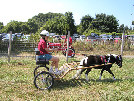 Two types of horse power; Princess was not at all bothered by the tractor