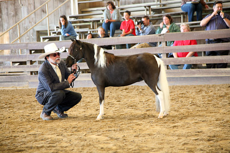 Gary showing Princess in Halter