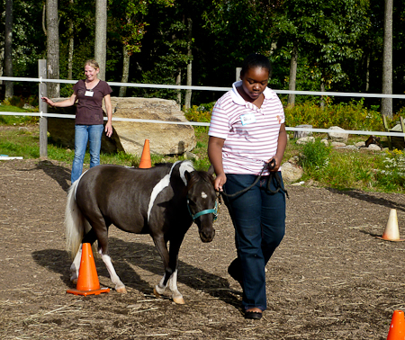 1st session with minis - 1st trail obstacle walk around cones (Princess)