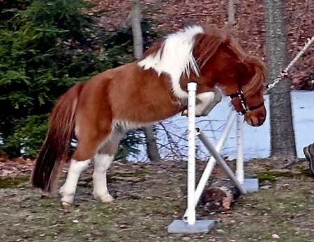 Practicing jumping - Spring 2008