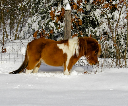 Playing in the snow