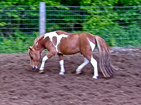 Stretching over the topline