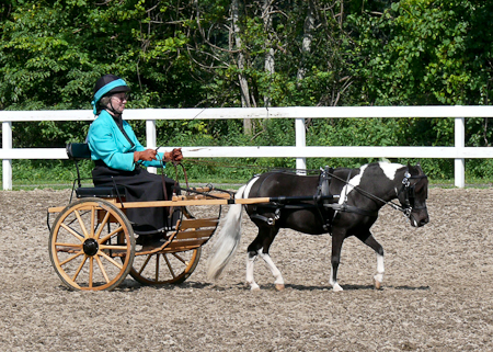 Trotting up cneter line in dressage