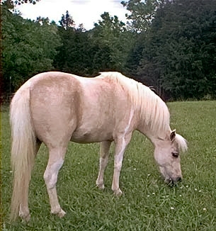 Pasture shot (before we got her)