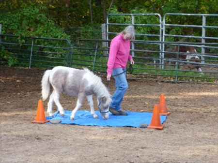 Practicing trail - walking over tarp, 4.5 months