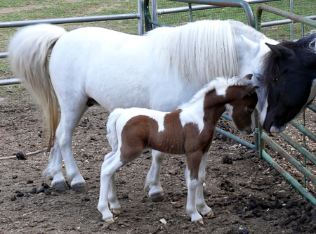 Meeting Cowboy at 4 days of age