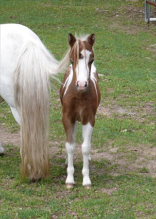 Wearing hair extension - 1 month of age