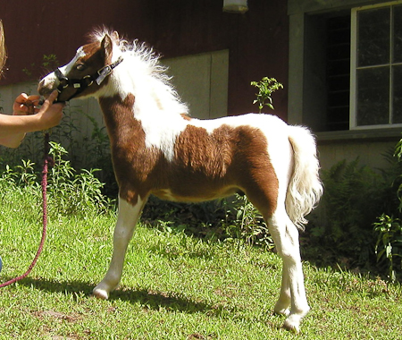 Posing - left side at 6 weeks