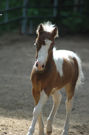 Trotting at 6 weeks