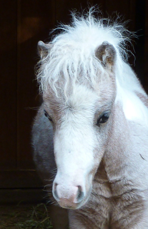 Head shot - turning gray 4.5 months