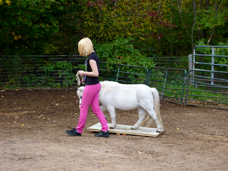 Trail course, 4-H group, days after weaning Max