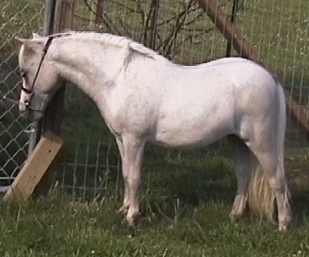 Mira as a yearling