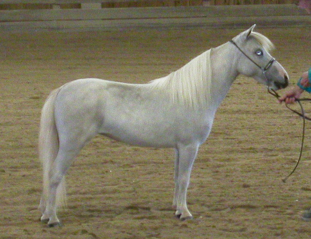 New England Pinto Show 2005