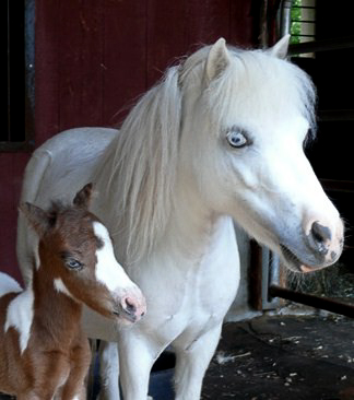 With first foal, Max, 2009