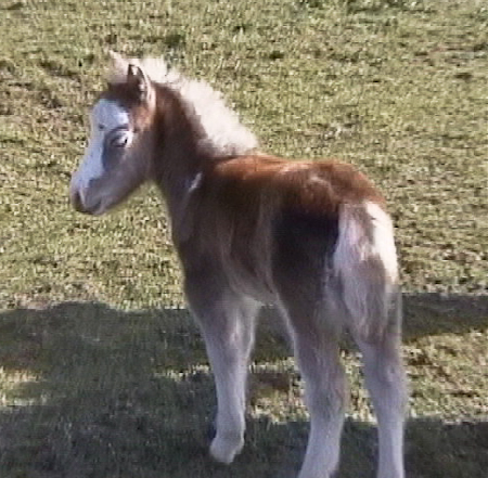 Mira as a silver bay foal