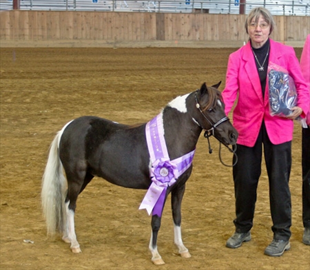 Topsfield MA AMHA Show- 2005