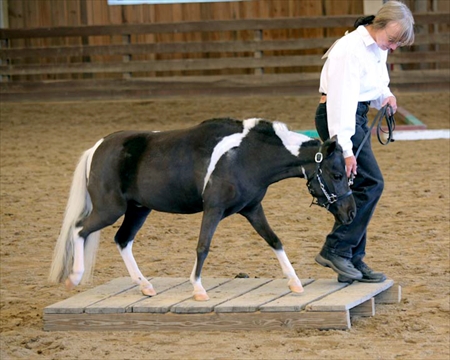 Pinto Show Trail Class - 2008