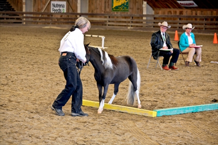 Pinto Show Trail Class - 2008 - Sidepass L