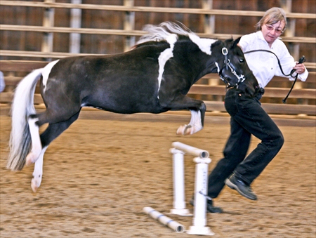 Pinto Show Hunter Class - 2008 