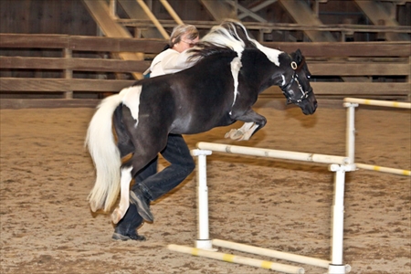 Pinto Show Jumper Class - 2009 