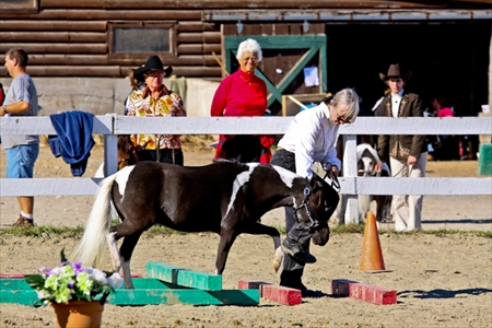 Pinto Show Trail Class - 2009 