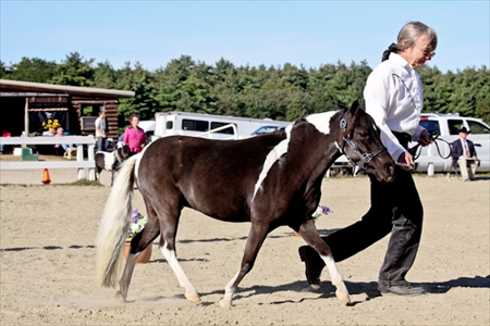 Pinto Show Trail Class - 2009 