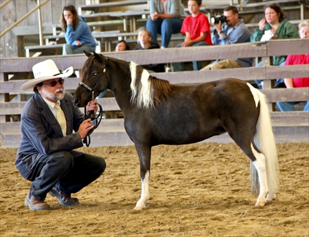 Pinto Show Halter  Class - 2008 