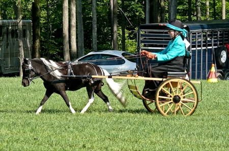 Carriage Driving - Cones Course - 2009 ADS Show