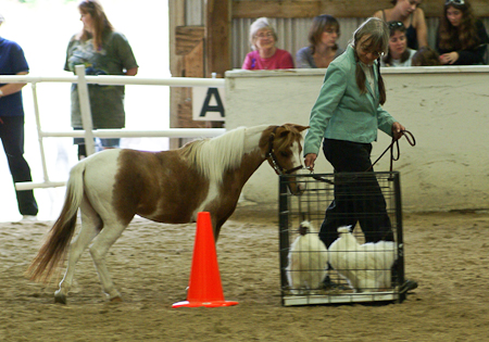 Chickens - same trail class which she WON!!