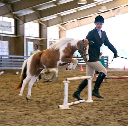 Hunter Class - Pinto Show 2008 (which she also won)