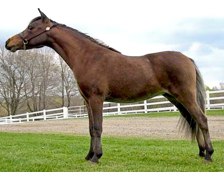 2004 filly SRF Fantasia, sired by SRF Nobility (Buckshot's 1/2 brother)