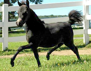 2007 filly SRF Glamour Girl sired by SRF Centurian