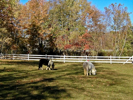 Sox and Mira in pasture, fall 2007